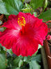 12 august 2013-flori 061
