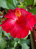 12 august 2013-flori 063