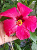 12 august 2013-flori 064