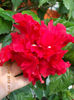12 august 2013-flori 069