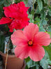 12 august 2013-flori 198