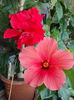 12 august 2013-flori 200
