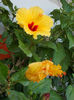 12 august 2013-flori 203