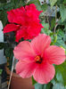 12 august 2013-flori 232