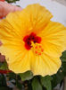 12 august 2013-flori 235