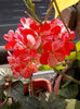 12 august 2013-flori 101