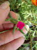12 august 2013-flori 123