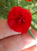 12 august 2013-flori 124