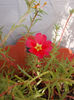 12 august 2013-flori 140