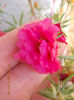 12 august 2013-flori 141