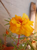 12 august 2013-flori 143