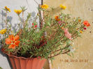 12 august 2013-flori 007