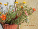 12 august 2013-flori 008