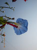 zorele albastre morning glory