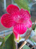 12 august 2013-flori 251