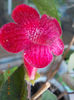 12 august 2013-flori 253