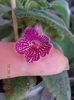 12 august 2013-flori 261
