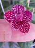12 august 2013-flori 264