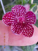 12 august 2013-flori 266