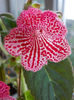 kohleria sunna