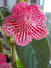 12 august 2013-flori 275
