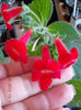 12 august 2013-flori 276