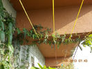 12 august 2013-flori 128