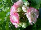 Appleblossom Rosebud