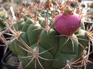 DSCF8274
