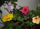 Hibiscus grup