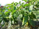DSCN0020