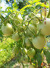 DSCN0026