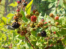DSCN0029