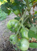 DSCN0036