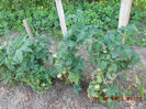 DSCN0037