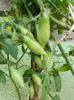 DSCN9474