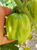 DSCN9665