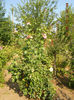 DSCN0177