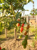 DSCN0267