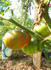 DSCN0327