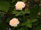 DSCN9377