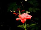 DSCN9383