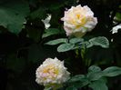 DSCN9435