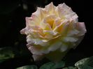 DSCN9437
