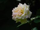 DSCN9438