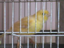 femela