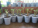adenium obesum KO (Taiwan)