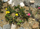 DSCF7220
