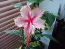 hawaian solmon-51