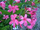 DSC00832